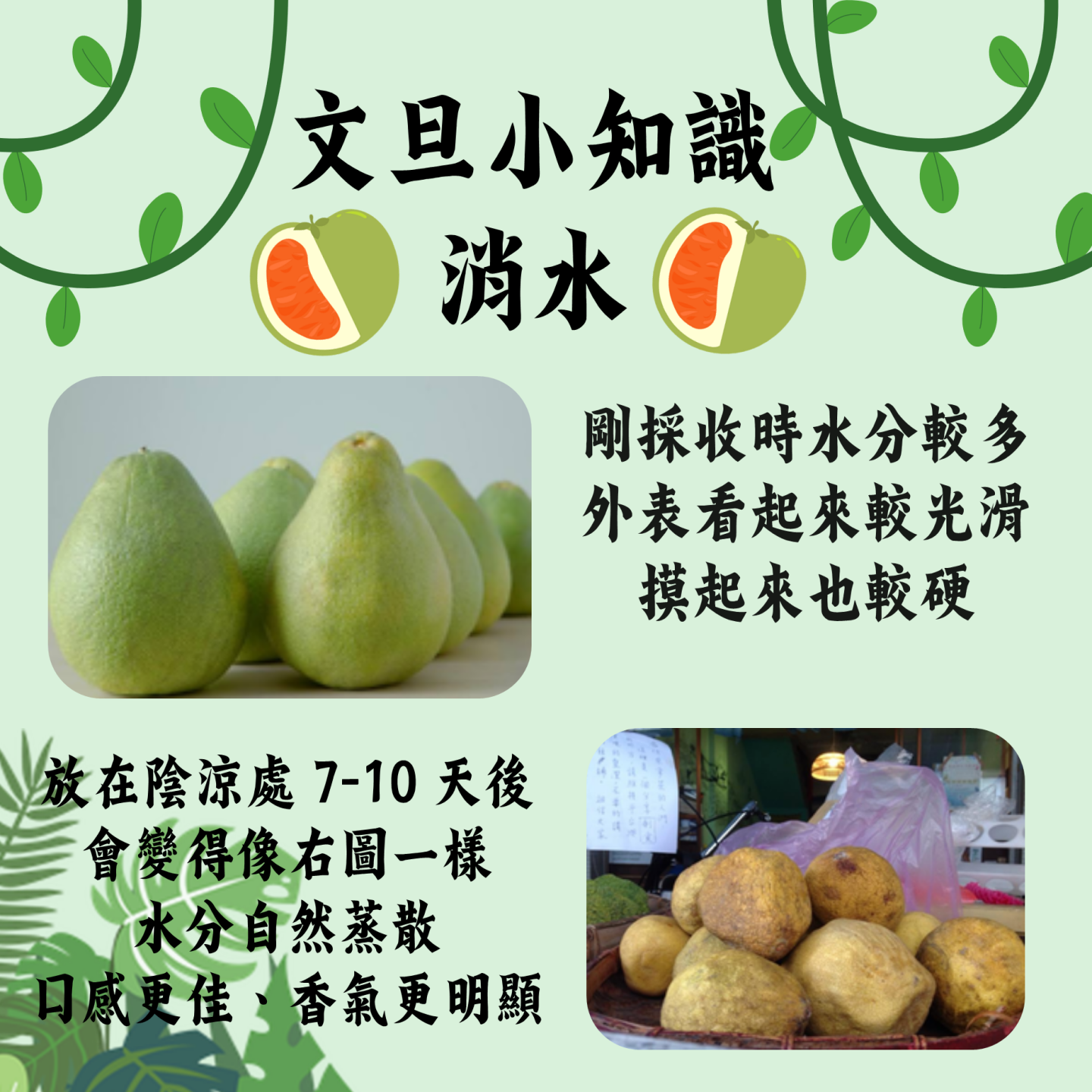 麻豆文旦消水熟成